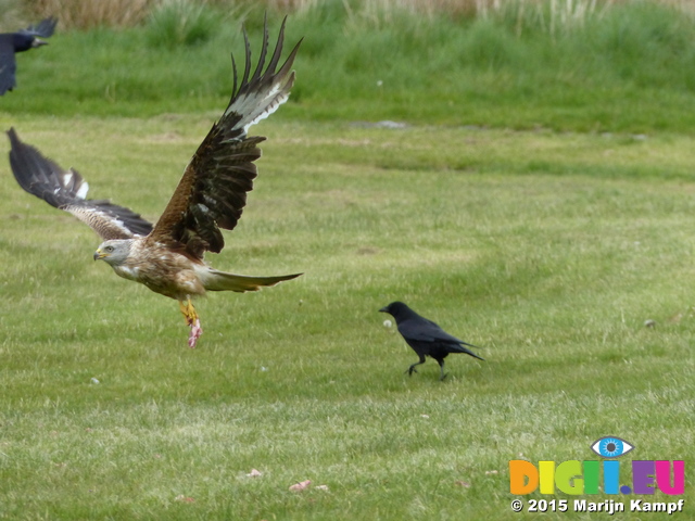 FZ015703 Red kites (Milvus milvus)